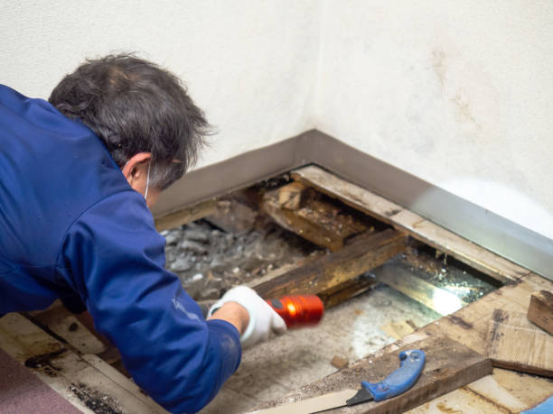 Best White Mold Remediation in Hinsdale, IL