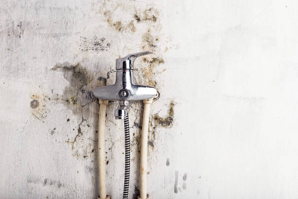 Best Industrial Mold Remediation in Hinsdale, IL