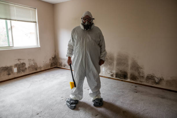 Best Basement Mold Remediation in Hinsdale, IL