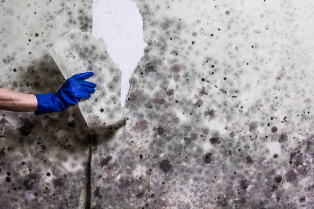 Best Kitchen Mold Remediation in Hinsdale, IL