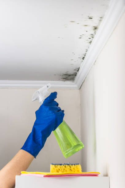 Best Residential Mold Remediation in Hinsdale, IL